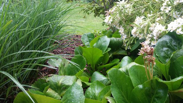 Neben Jasmin blüht noch eine Bergenie