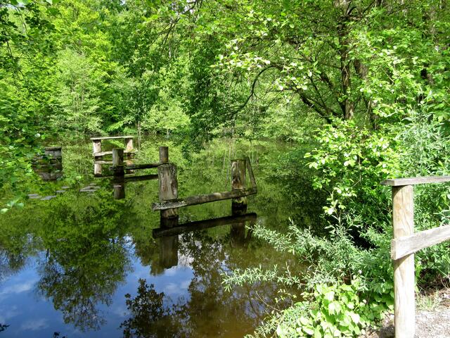 Der Teich beim Ruheforst Jagsthausen.