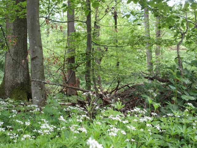 Beim römischen Wachturm auf unserer letzten Wanderung ein Meer von Waldmeister. 2019-05-10. Die Blüten zupfe ich nach dem Trockenen ab.