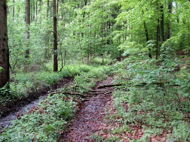 Nach dem Regen der letzten Tage waren die Weg abenteuerlich, wie Wanderer das lieben.