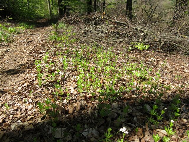Bei einer Wanderung 2017 bei Sinsheim hat uns der Waldmeister die ganze Strecke über begleitet.