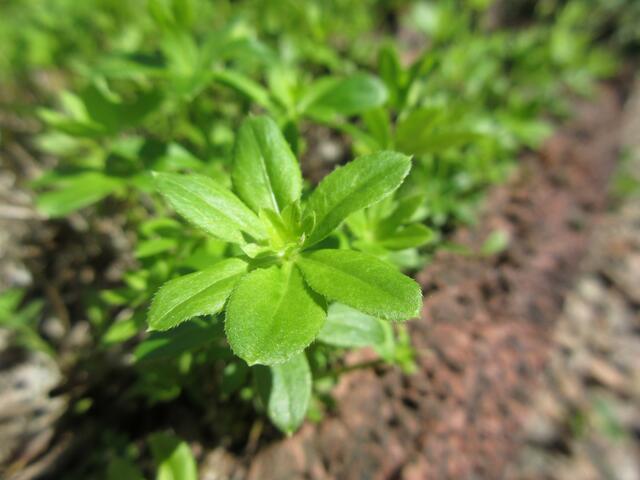 Waldmeister in unserem Garten.