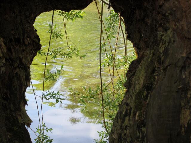 durch den Baum geschaut
