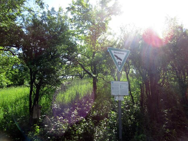 Ein Hohlweg wurde zum Naturdenkmal