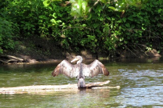 und den Kormoran gesehen
