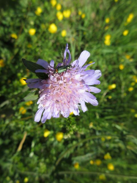 Witwenblume