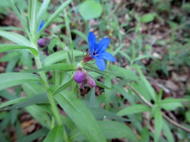 Steinsame, hier der blaurote
