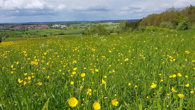 satte Landschaft auf dem Weg zurück nach Wäschenbeuren