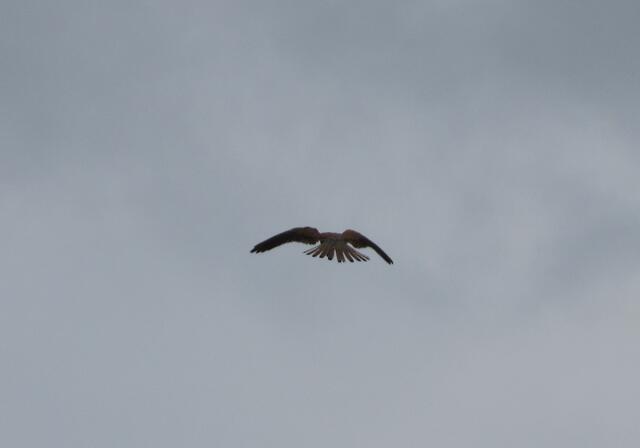 Ein Turmfalke oder auch Rüttler genannt stand über dem Weinberg und ließ sich von der Wandergruppe nicht bei seiner Jagd stören.