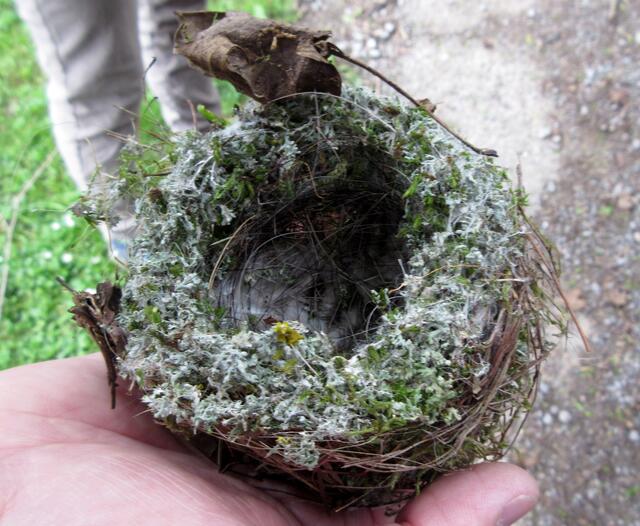 Auf dem Weg wurde ein sehr gut erhaltenes Vogelnest gefunden.