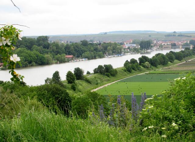 Auf der Höhe ein herrliches Panorama über den Jachthafen in Lauffen und die Raben über dem Feld.