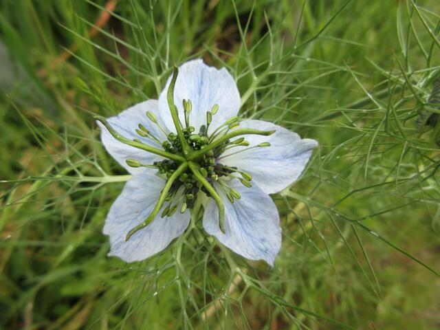 Auch fünf vor zwölf ist noch Zeit für das Gretchen im Busch, das besser als Jungfer im Grünen oder botanisch als Nigella damascena bekannt ist.