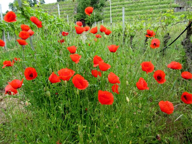 Rot blüht der Mohn auch am Neckar.