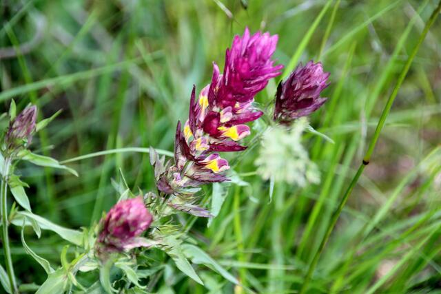 Wo es Wachtelweizen gibt sind meist die Orchideen nicht weit.