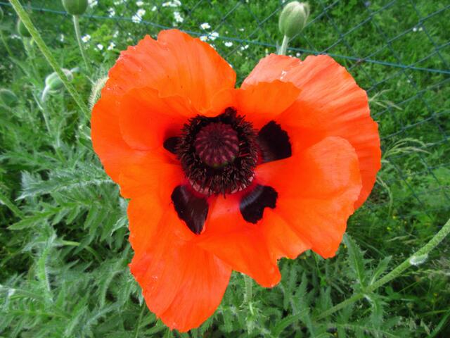 Der Klatschmohn hat innen an den Blütenblättern diese schwarzen Flecken, manchmal noch weiß umrandet. Das hat Herr Frisch bei der Pflanzen-Führung erklärt. Das Bild stammt aber aus Weilersteusslingen vom Juni 2016