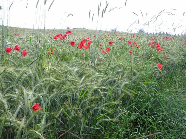 Der Klatschmohn ist ein Archäophyt, das heißt "Altbürger" und so werden Pflanzen genannt, die vor 1500 eingeführt wurden. Er stammt ursprünglich aus wärmeren Gebieten, vermutlich Eurasien oder Nordafrika und kam mit Getreide nach Europa