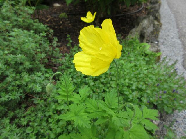 In Kocherstetten in einem Garten dieser gelbe Mohn.