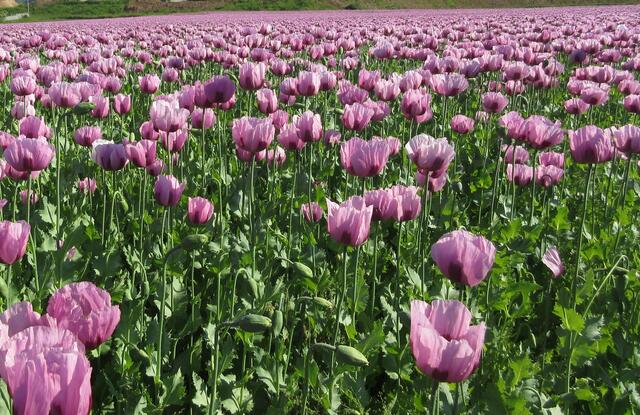 Das Mohnfeld in Blüte. Jetzt ist genau die richtige Zeit.