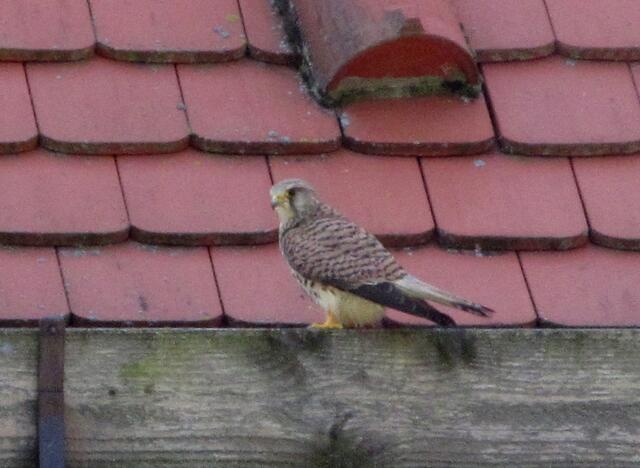 Der Turmfalke beäugte uns kritisch, bevor er zu seinem Nest am Turm flog.