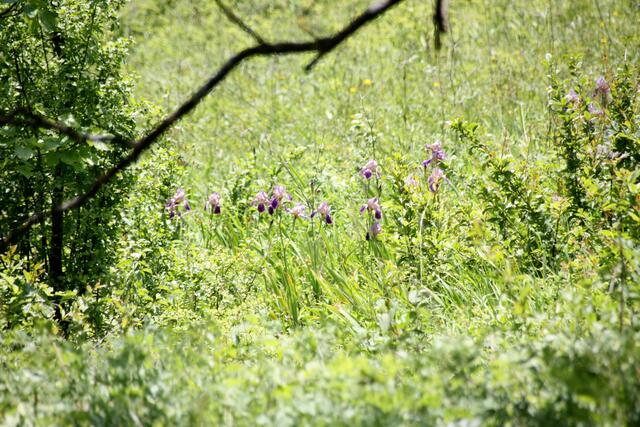 Unten am Bach wilde Schwertlilien, Iris