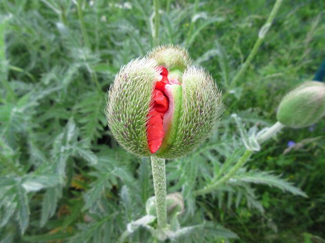Der Riesenmohn, hier in einem Garten in Weilersteusslingen, 2016, wird auch türkischer Mohn genannt.