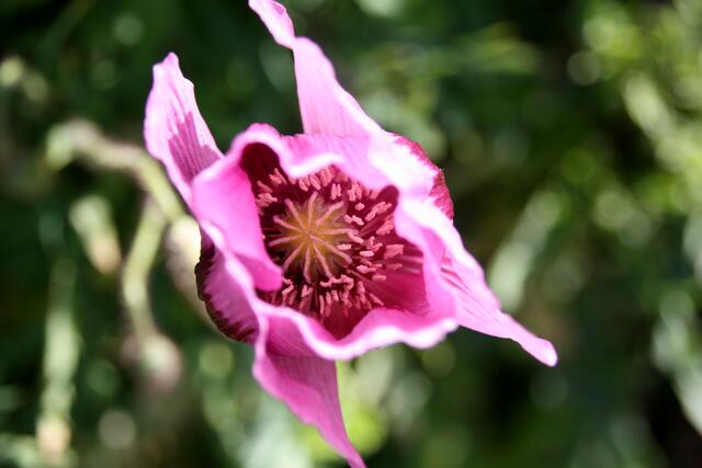 In eine gerade geöffnete Blüte vom Erlenbacher Feld hineinfotografiert.