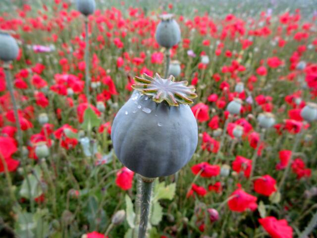 Blaumohnkapsel im roten Klatschmohn