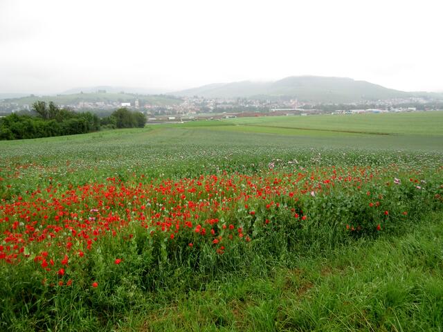 Der wild aufgegangene rote Mohn dominiert inzwischen das Blaumohnfeld in Erlenbach.