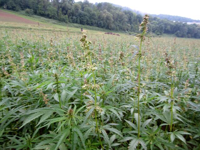Auch Hanf wird hier angebaut. Aber der mag das Regenwetter sicher nicht.