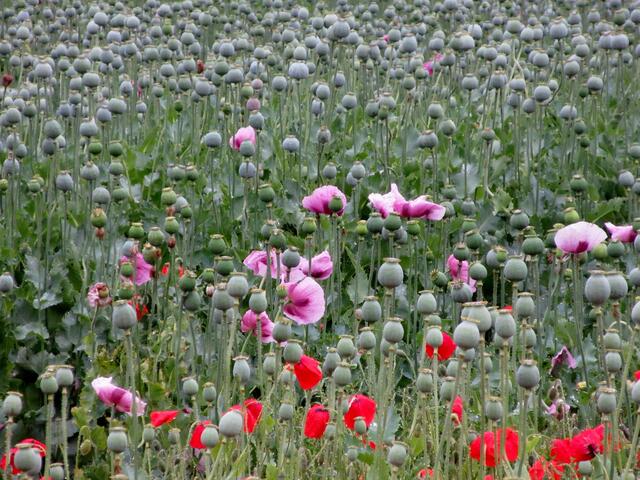 Wenn man aber genau hinschaut, dann sind noch einzelne Blüten zu entdecken.