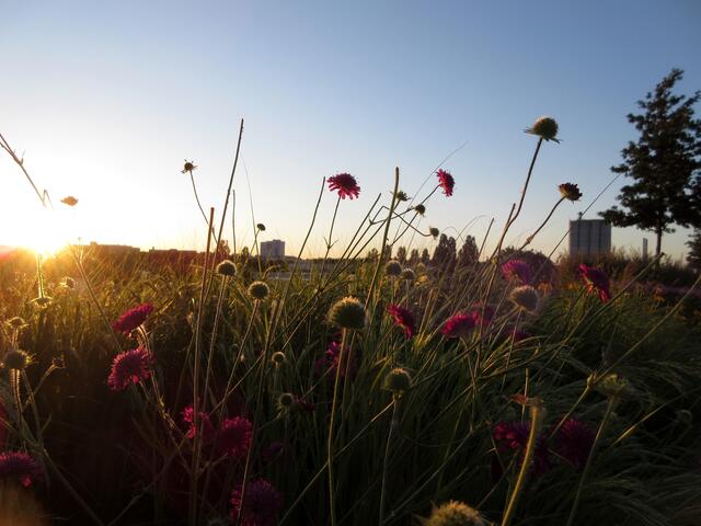 Eine wunderbare Stimmung. Ich liebe auch Wanderungen an Sommerabenden.