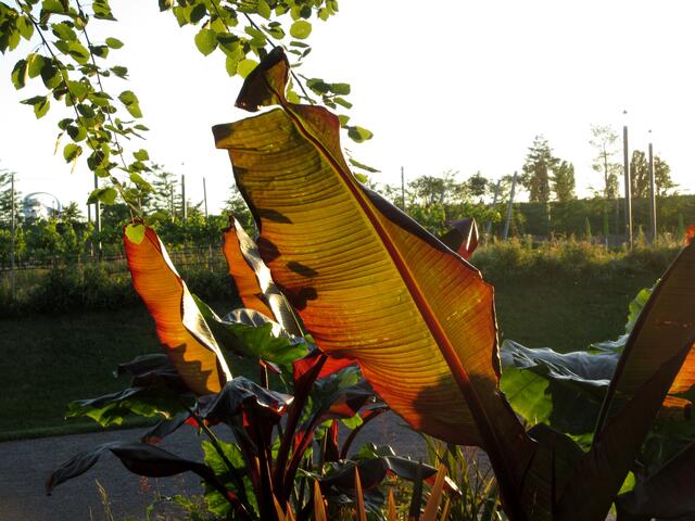 Davor zaubert sie aber noch eine ganz besondere Stimmung in die Gärten.