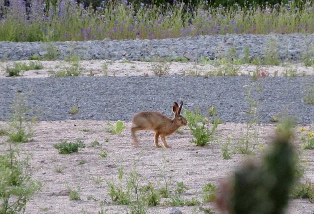 Und wieder ein kleines Stück Natur in dem großen Kulturpark. Ob Herr Lampe hier wohl gern gesehen ist? Ist er doch gerade dabei, die spärlichen Pflanzen abzufressen.