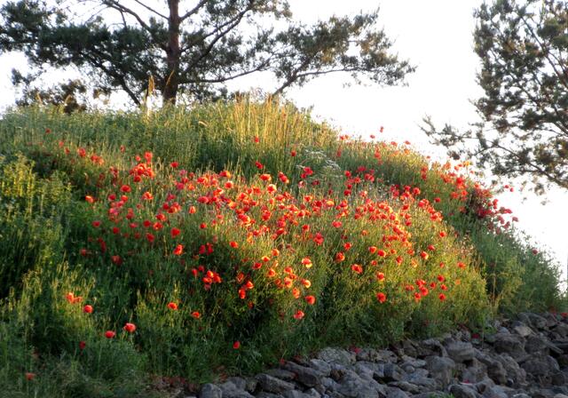 Also den Steg entlang und hier am Hügel findet man Pflanzen, die man überall in der Natur findet. Das ist wunderbar.