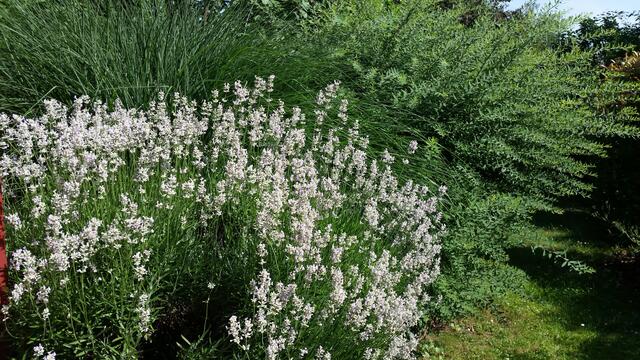 Weißer Lavendel