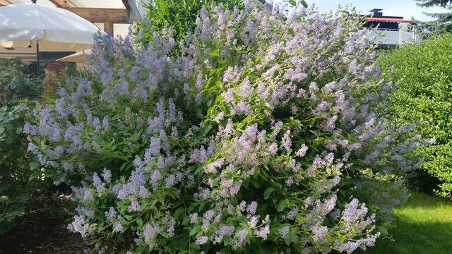Sommerflieder