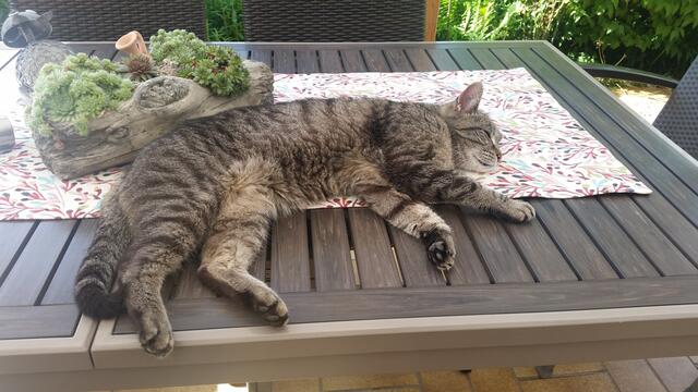 Auch das ist Sommer - Kira total erledigt
