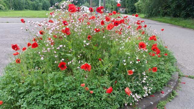Überall bunte Blumeninseln