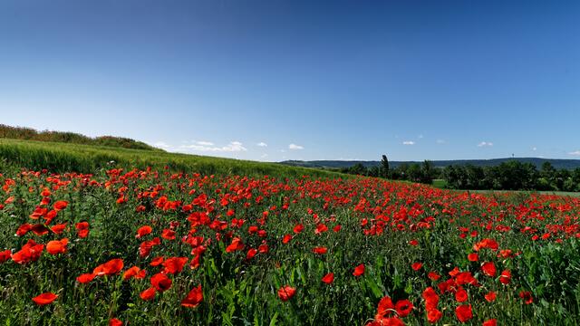 Klatschmohn