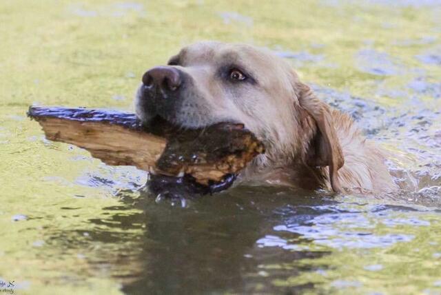 Gonzo im Kocher - er ist eine Wasserratte und liebt den Sommer