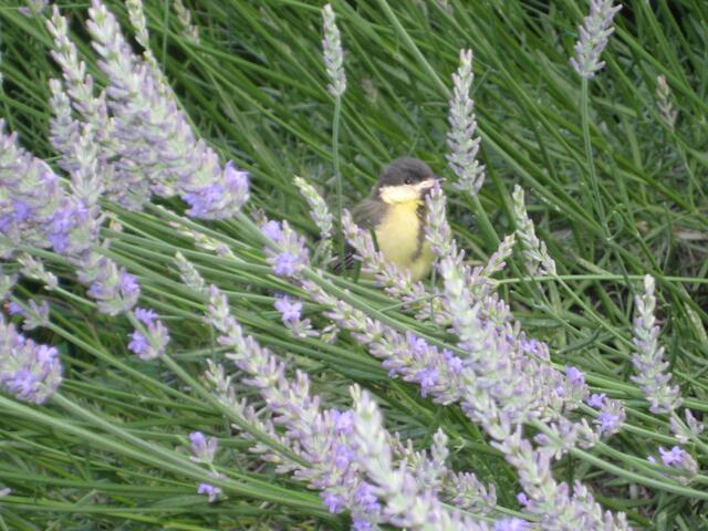 Eine weiche Landung im Lavendel nach dem ersten Flugversuch
