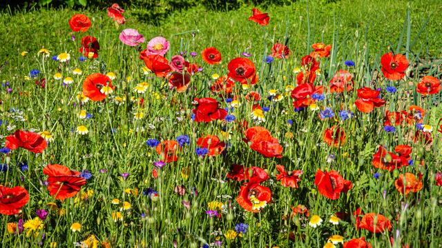 Sommerwiese (30.6.2019)