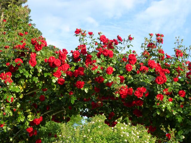 Rosenköniginnen im Wrtwiesenpark
