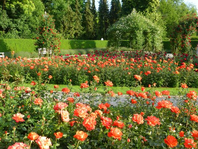 Wertwiesenpark Rosenschau Freier Eintritt