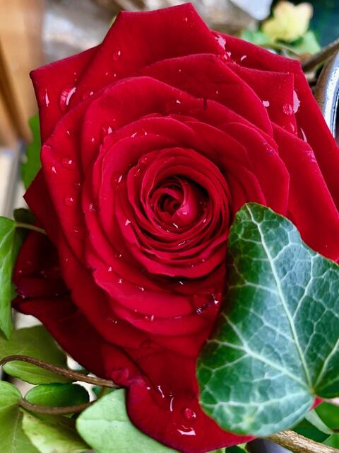 die Rosen blühen diese Jahr überall so herrlich
