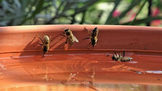 Hoppla! Wohl zuviel getrunken? - Bei dieser Sommerhitze, bekommen auch die Bienen Durst.-