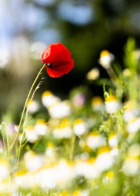 Mondblume im Feld