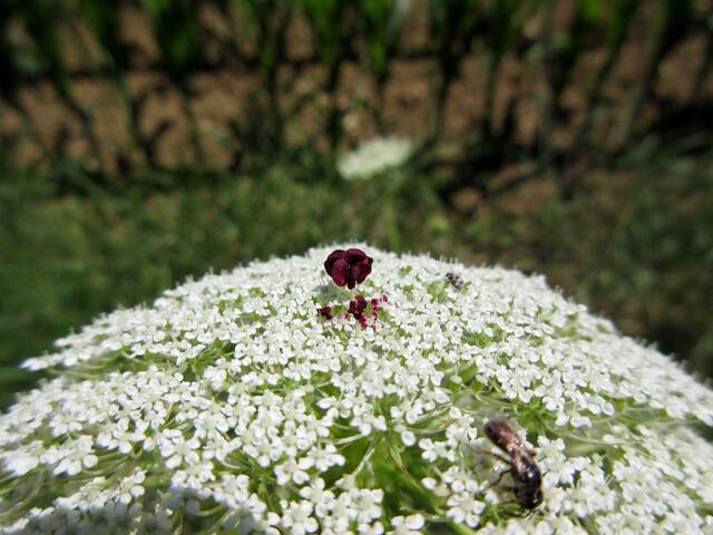 Die wilde Möhre bildet in der Mitte eine schwarze Blüte aus und täuscht so vor, dass da ein Insekt sitzen würde. Wo eines nascht, da fliegen auch andere hin. Jetzt ist die Blüte in der Mitte gerade noch rot und ganz frisch.