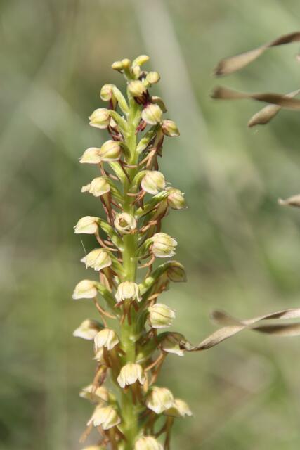 Ohnsporn, ebenfalls aus 2017. All diese wunderbaren Orchideen blühen fasst gleichzeitig, weshalb sich ein Ausflug für Pflanzenliebhaber vor allem im Mai lohnt