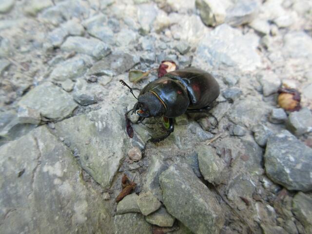 Ein Hirschkäfer Weibchen, der seltene Käfer kommt auf dem Neckarsteig wohl häufiger vor.